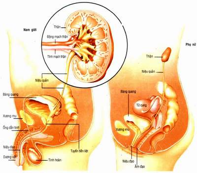 7 Cách Ngăn Ngừa Bệnh Viêm Bàng Quang